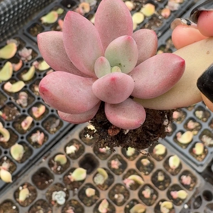 桃花源锦一物一拍634