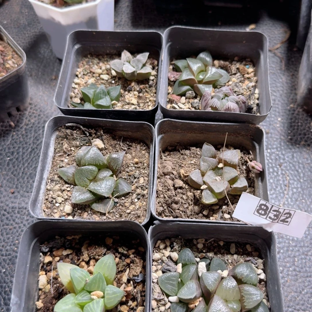 832一套寿脱土发货8盆