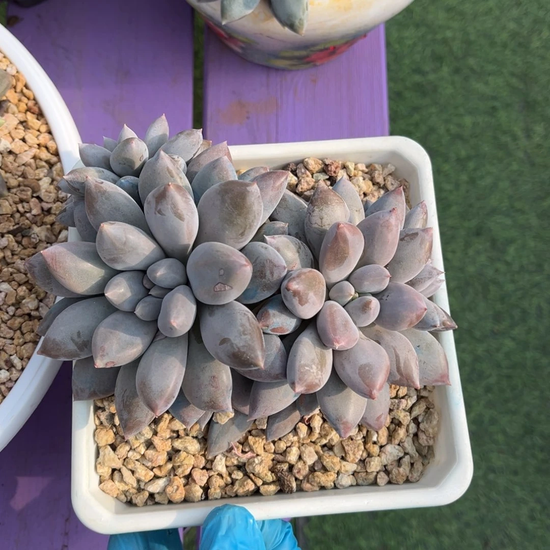 焦糖体哥特一物一拍