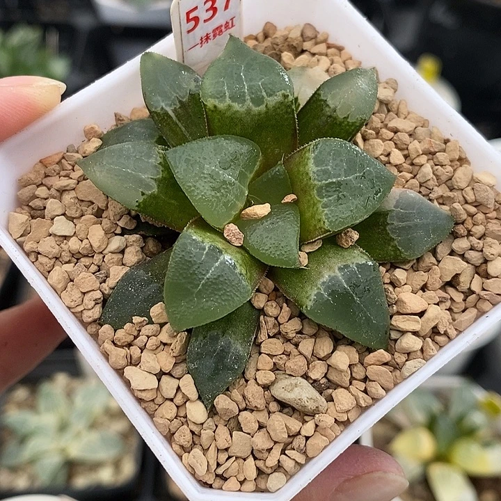 537木叶克锦一物一拍