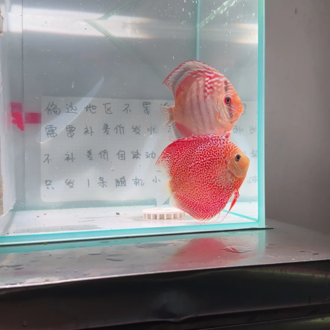 七彩神仙鱼七彩神仙8-11，2条价格