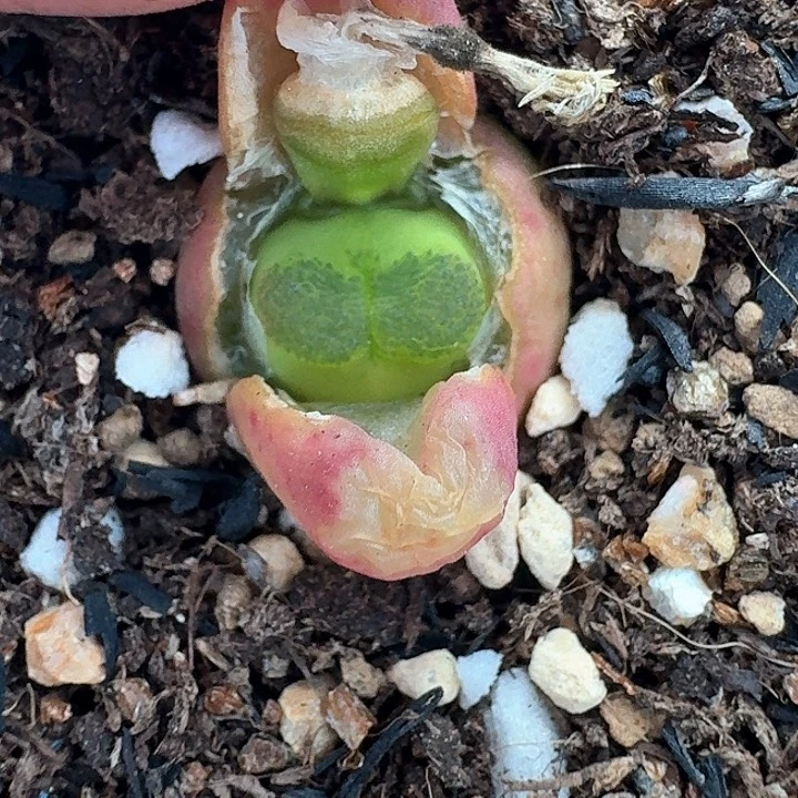 老马生石花雪茄1223