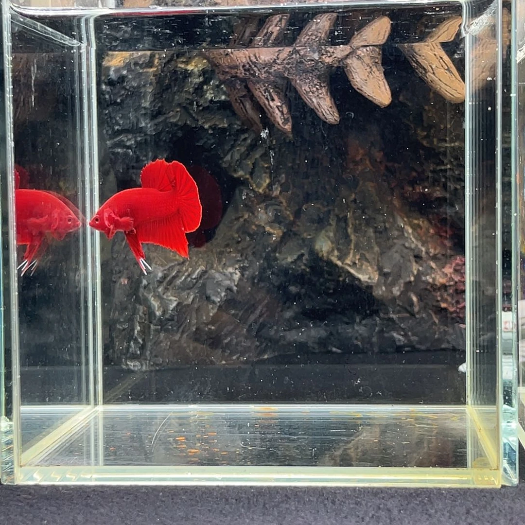 斗鱼十月十三日竞价