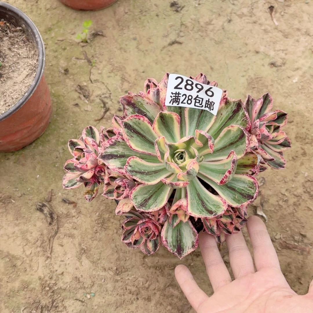 2896青花瓷多肉11111