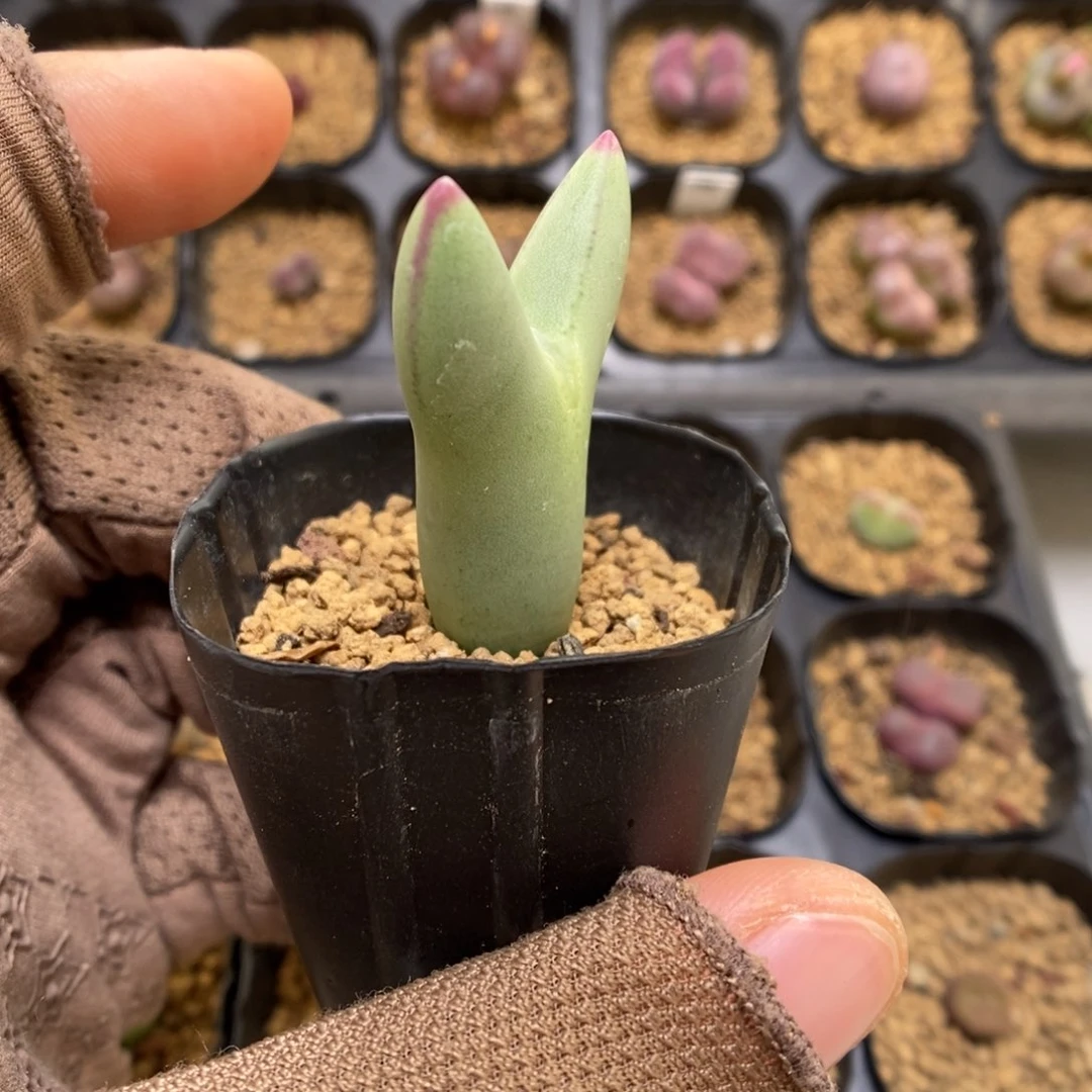 最****°多肉植物肉锥杂交K-3528