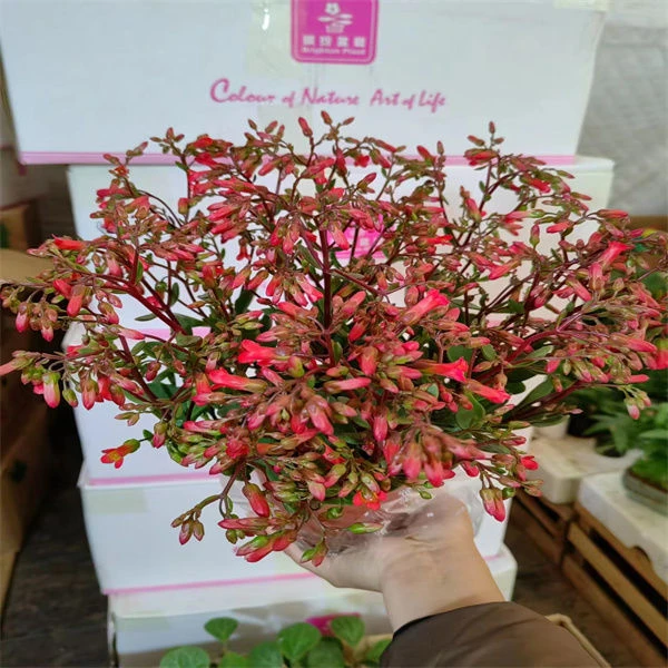 110盆凤尾宫灯长寿花