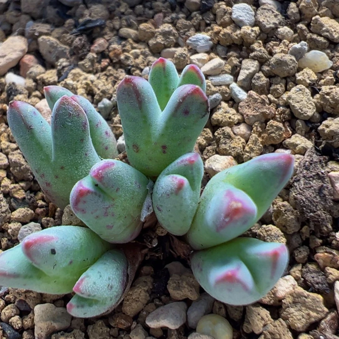 28多肉植物百科母本猪蹄