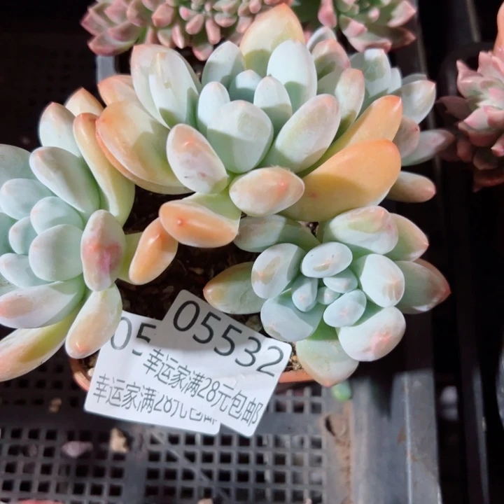 幸运的是我还没遇到过