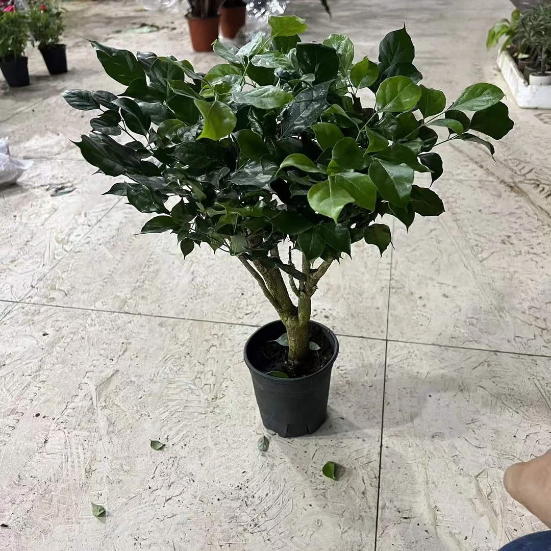 老桩绿宝室内盆栽