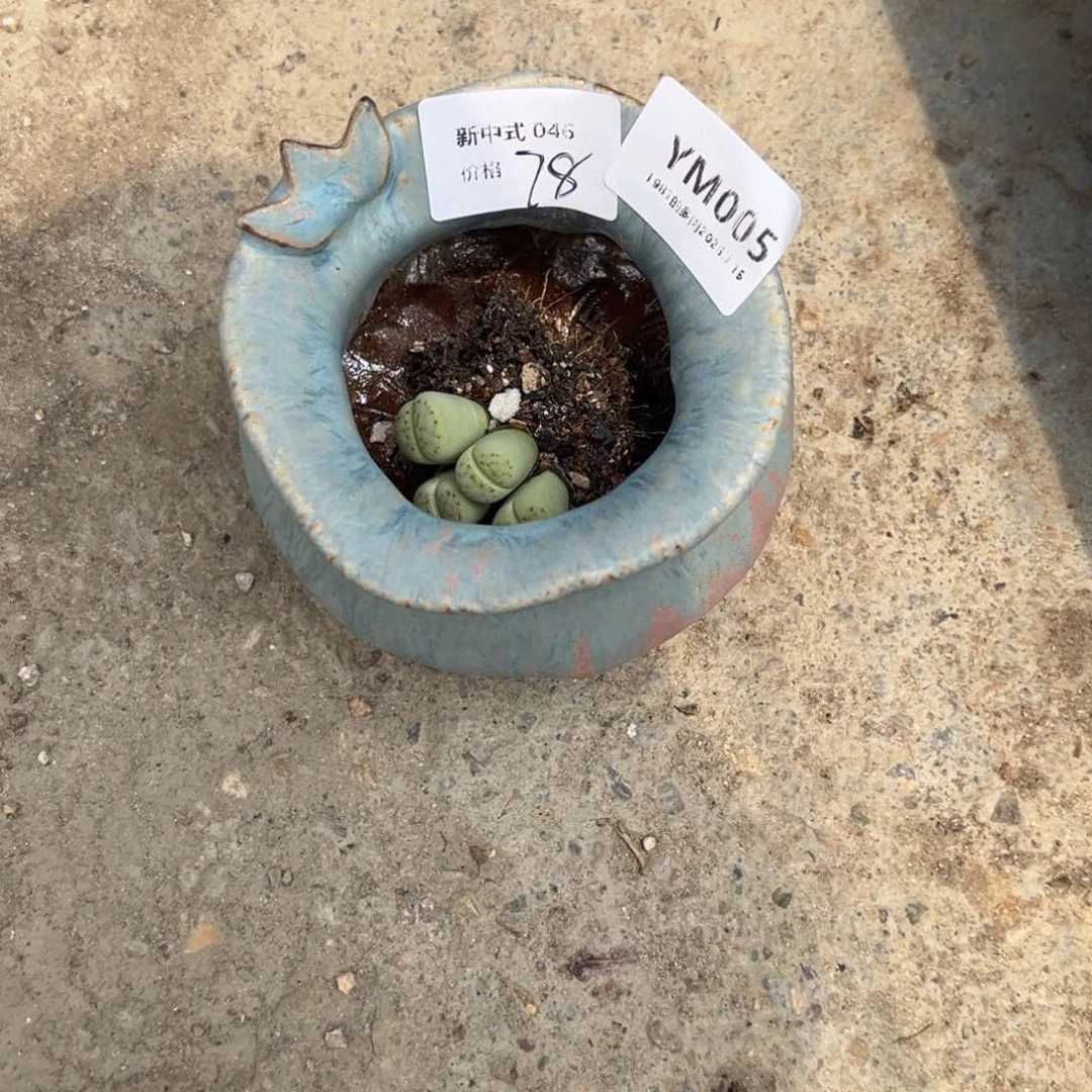 冬***五瓶YM005已配已配已配