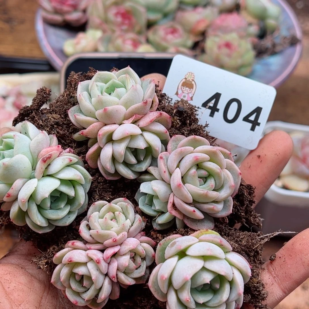 多肉植物多肉植物