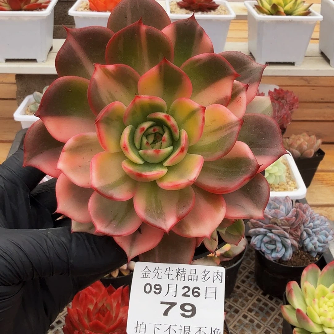 0926-79弗朗明戈锦