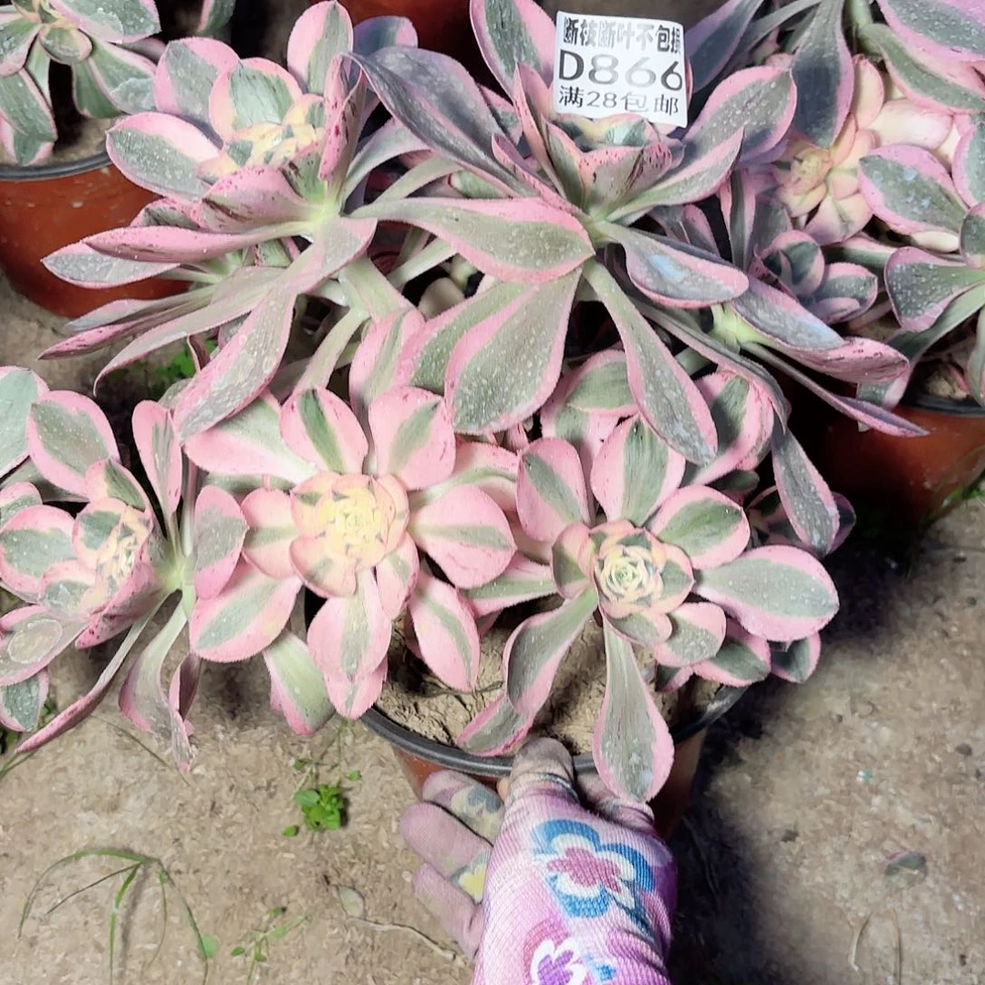 G. 866燕姿丛林多肉111