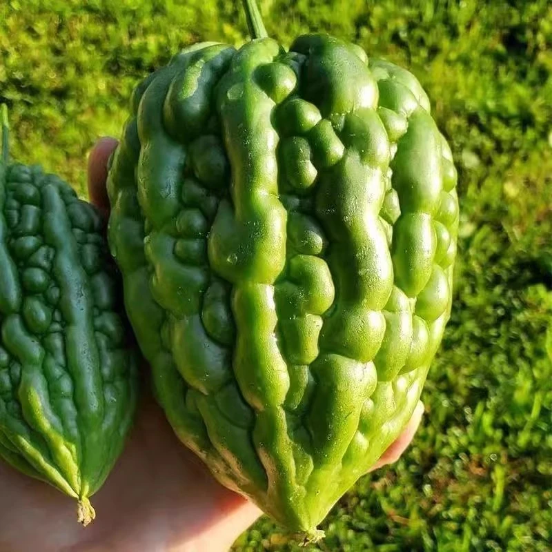 大顶苦瓜种子疙瘩绿苦瓜耐热高产抗病早熟四季油绿黑苹果苦瓜种孑