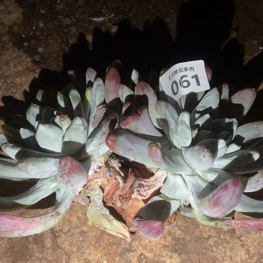 061处理多肉植物