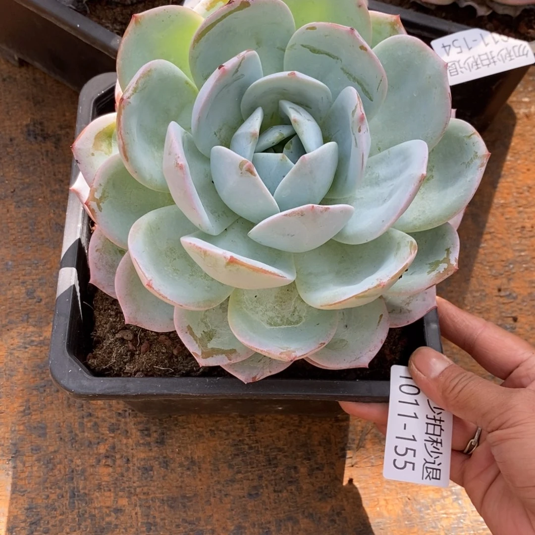 两单包邮1011-155凤橙