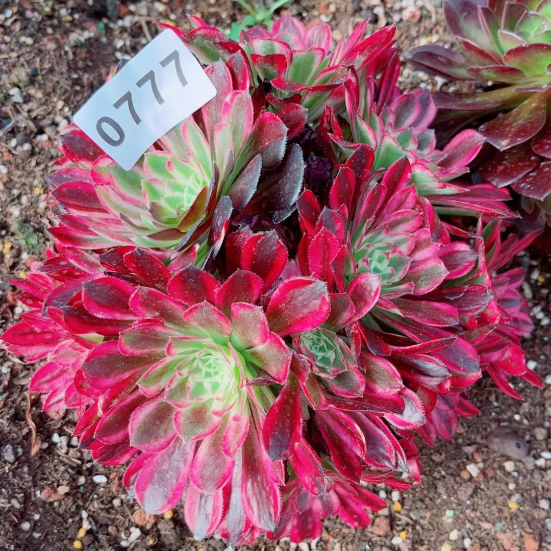 胭脂翡翠多肉发货