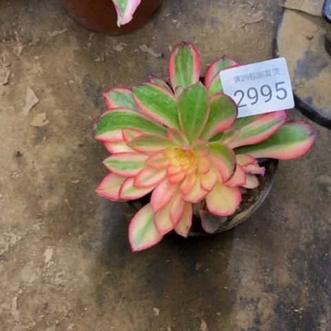 放**己黑魔锦多肉植物2995