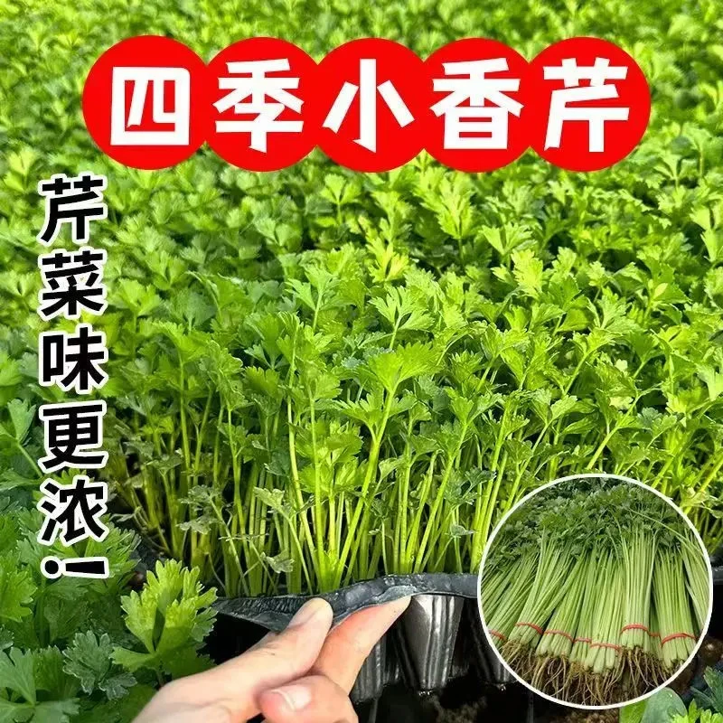 正宗小香芹菜苗带土四季香芹苗高产芹菜秧盆栽地栽阳台庭院均可栽