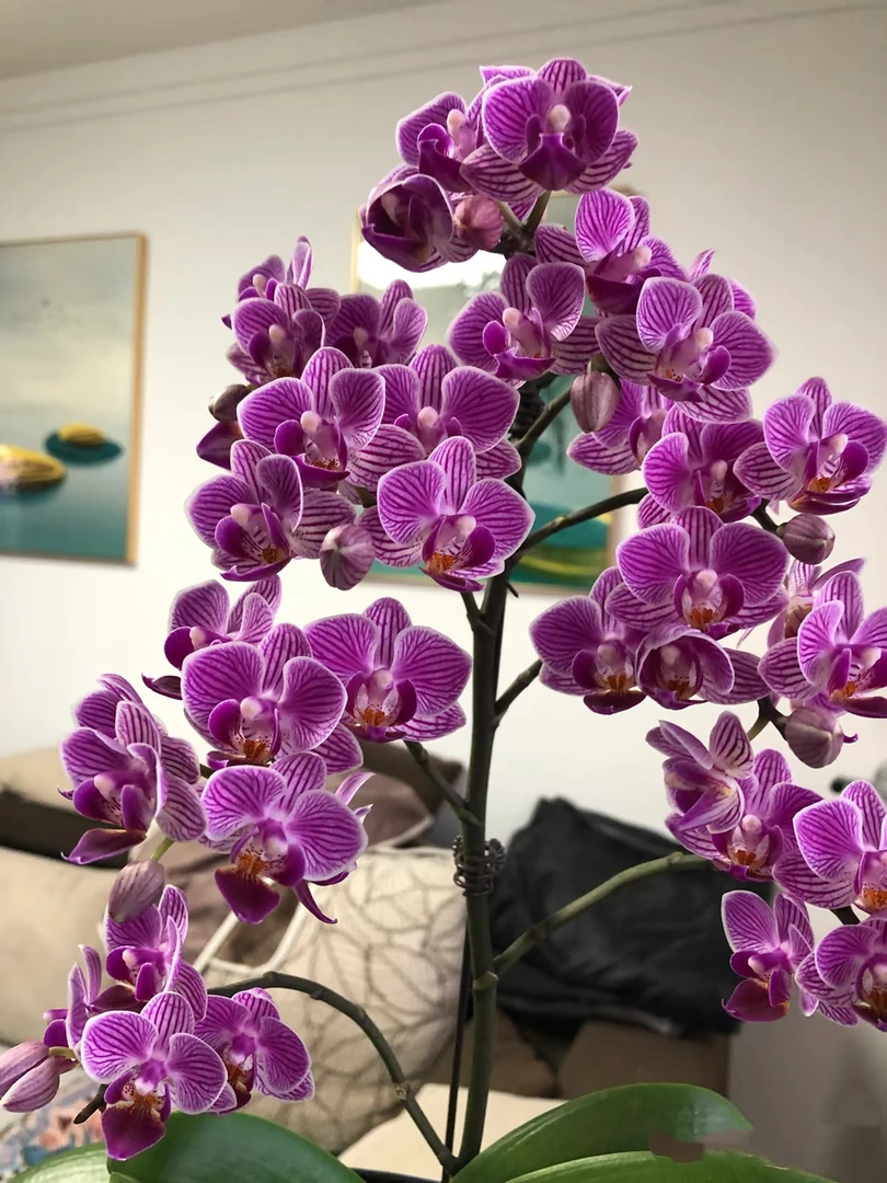 【小飞象】2花剑蝴蝶兰开花好看 花量多 贼爱长侧枝