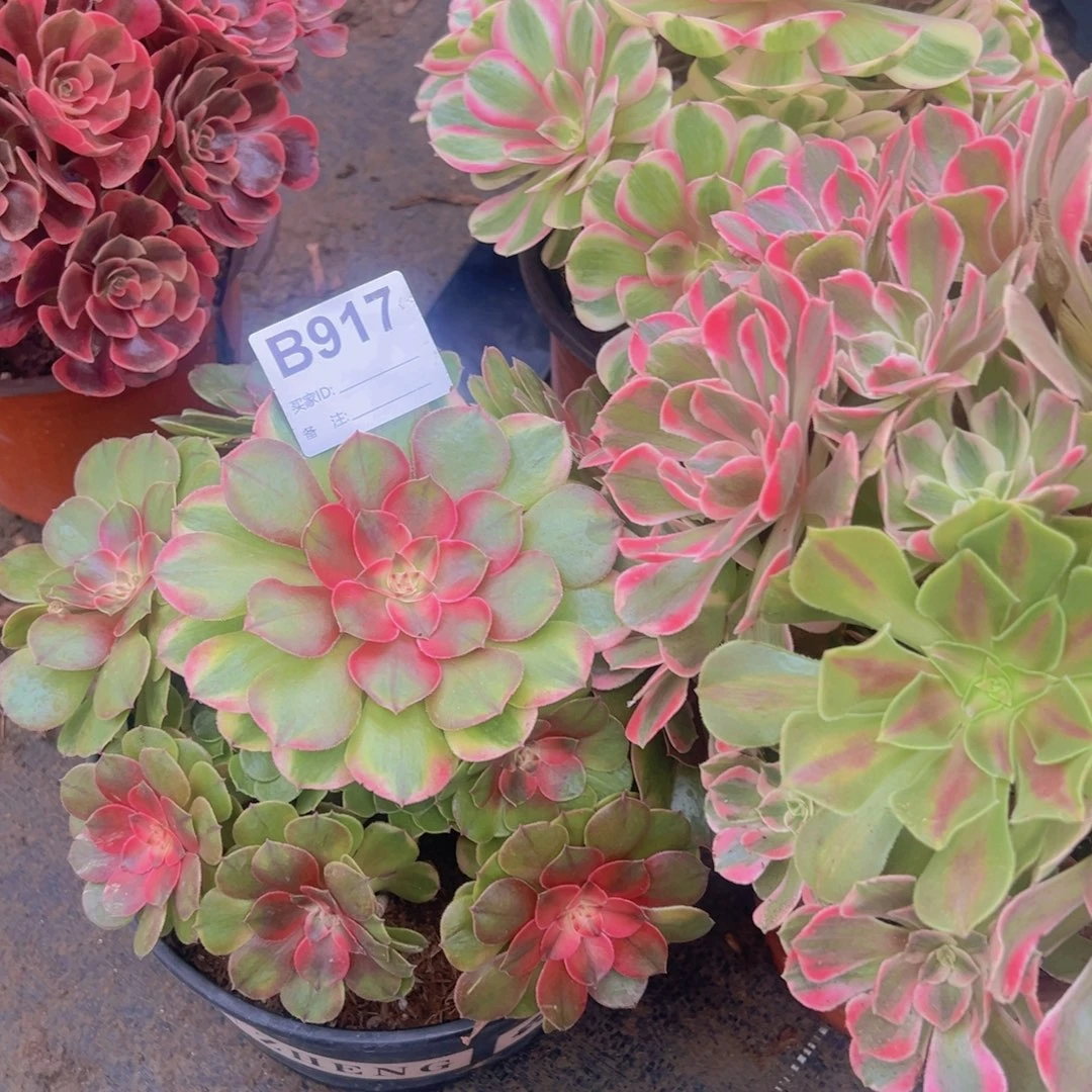 921，919，917，918多肉植物法师