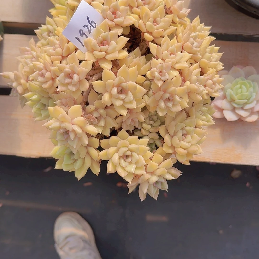 小****心1926璀璨多肉植物