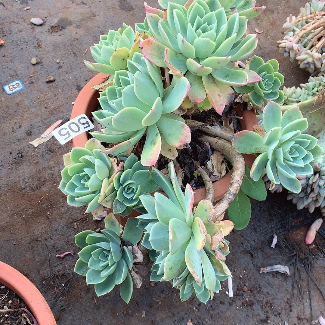 505三色堇 一物一拍多肉