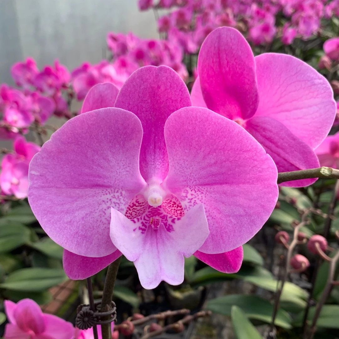 【林黛玉】3.0杯蝴蝶兰  桌面鲜花绿植 大棚基地直发