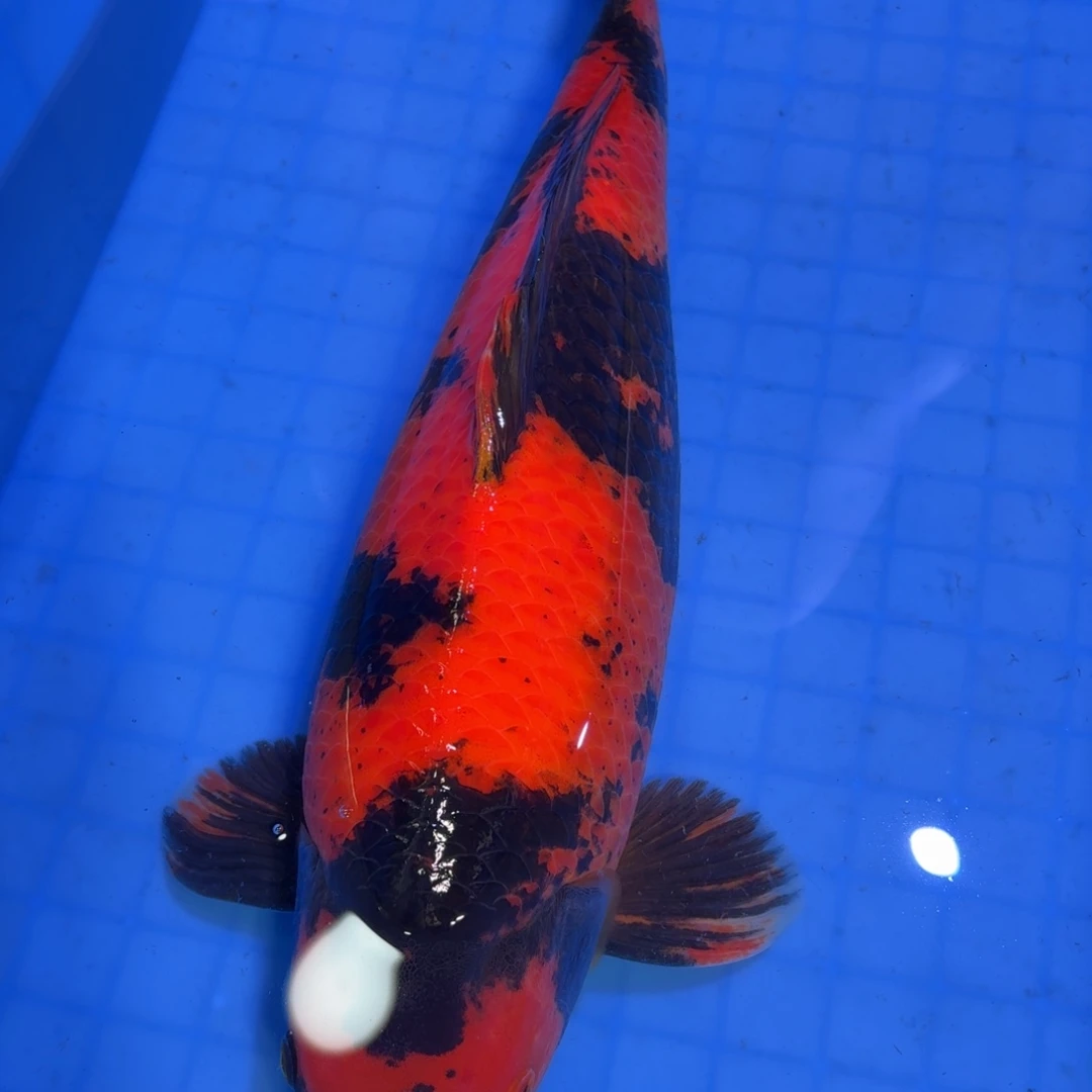 锦鲤篠田锦鲤观赏活鱼天池养鲤场