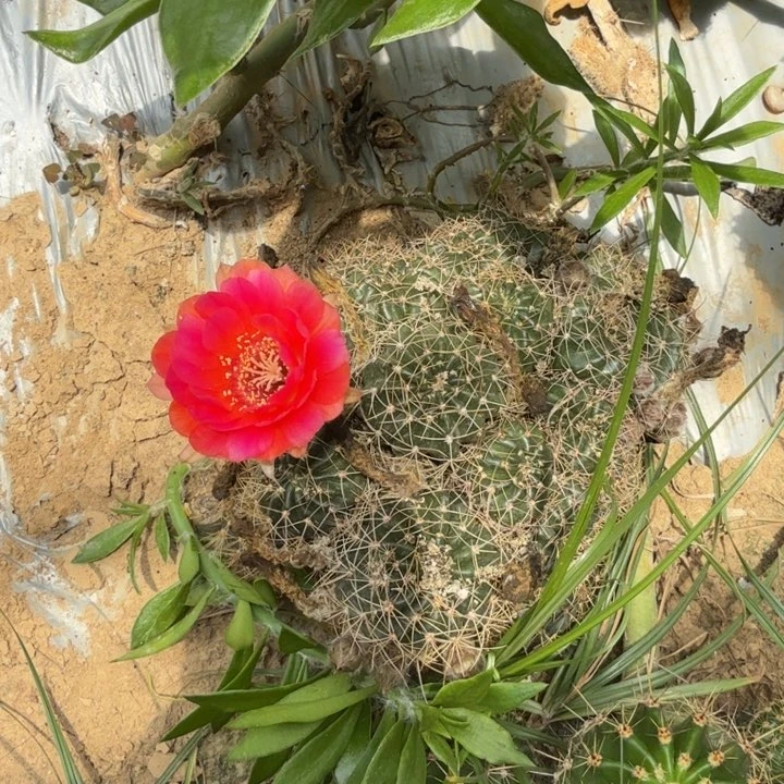 丽花仙人球仙人掌314