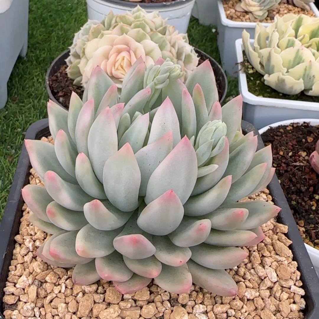 冰心公主锦  多肉植物