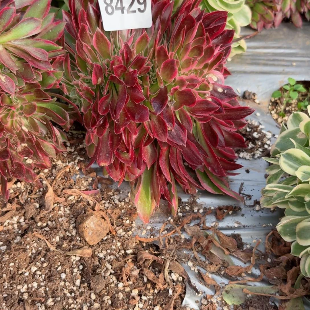 我8429 号多肉法师新年特价