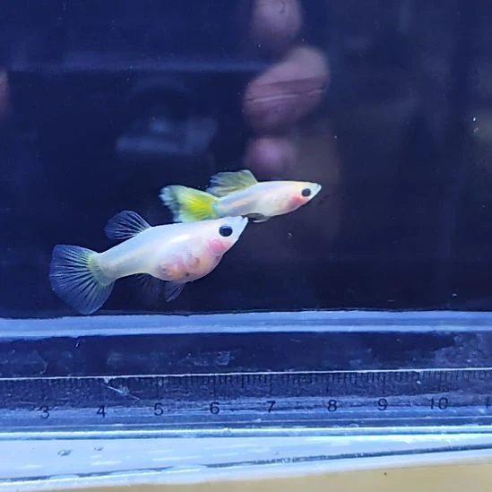 孔雀鱼19蕾丝玻璃猫一对