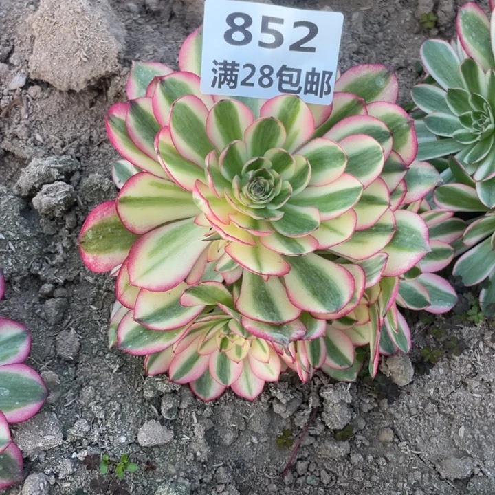 依*852二号棚荔枝多肉植物O