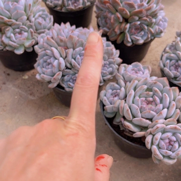 自家土一包植物多肉