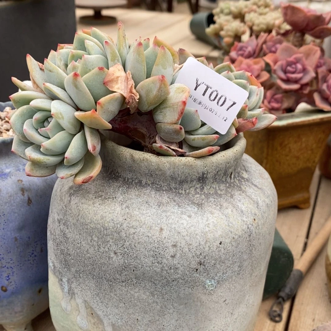 粗砂花盆心*YT007rourourou发货