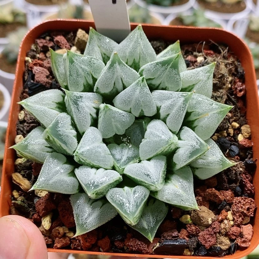 【闪购商品】24爱心