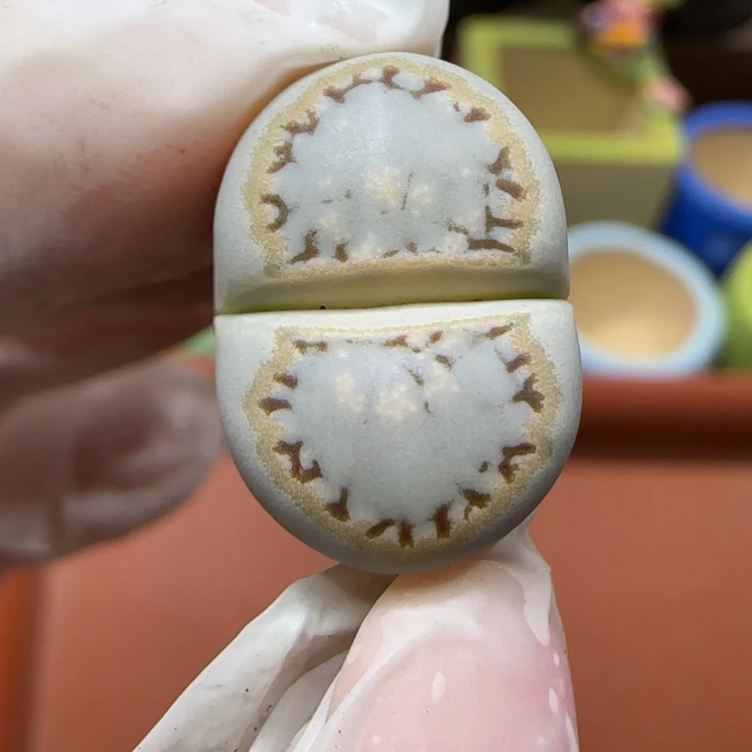 12.23.1621.6糖霜饼干.9013