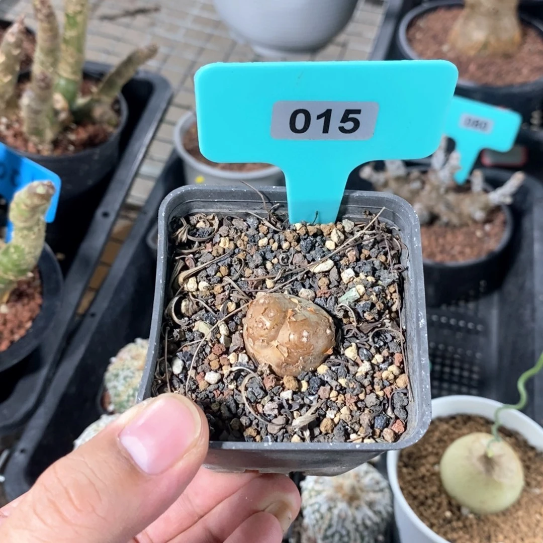产地格加厚敦菊多肉植物