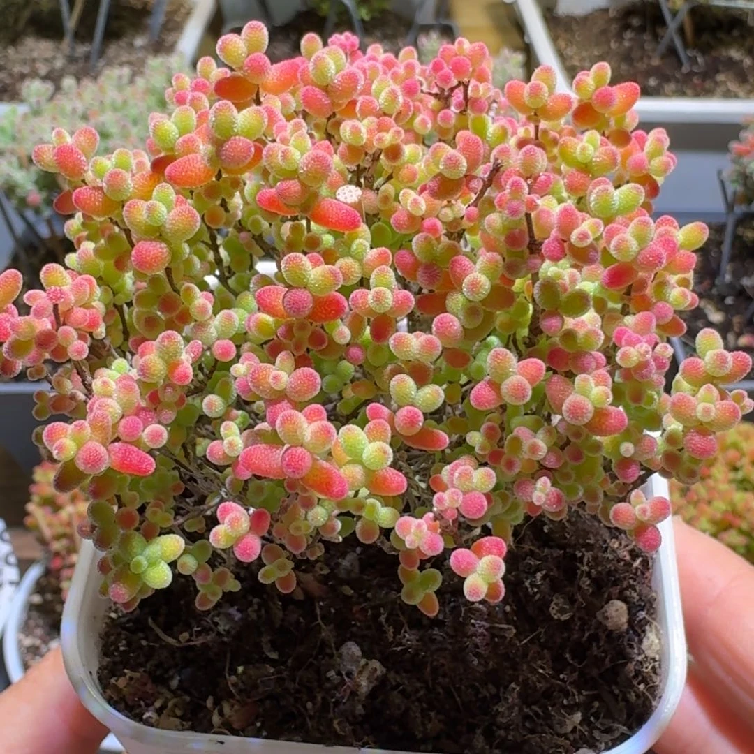 蜜橘糖球枝干番杏638