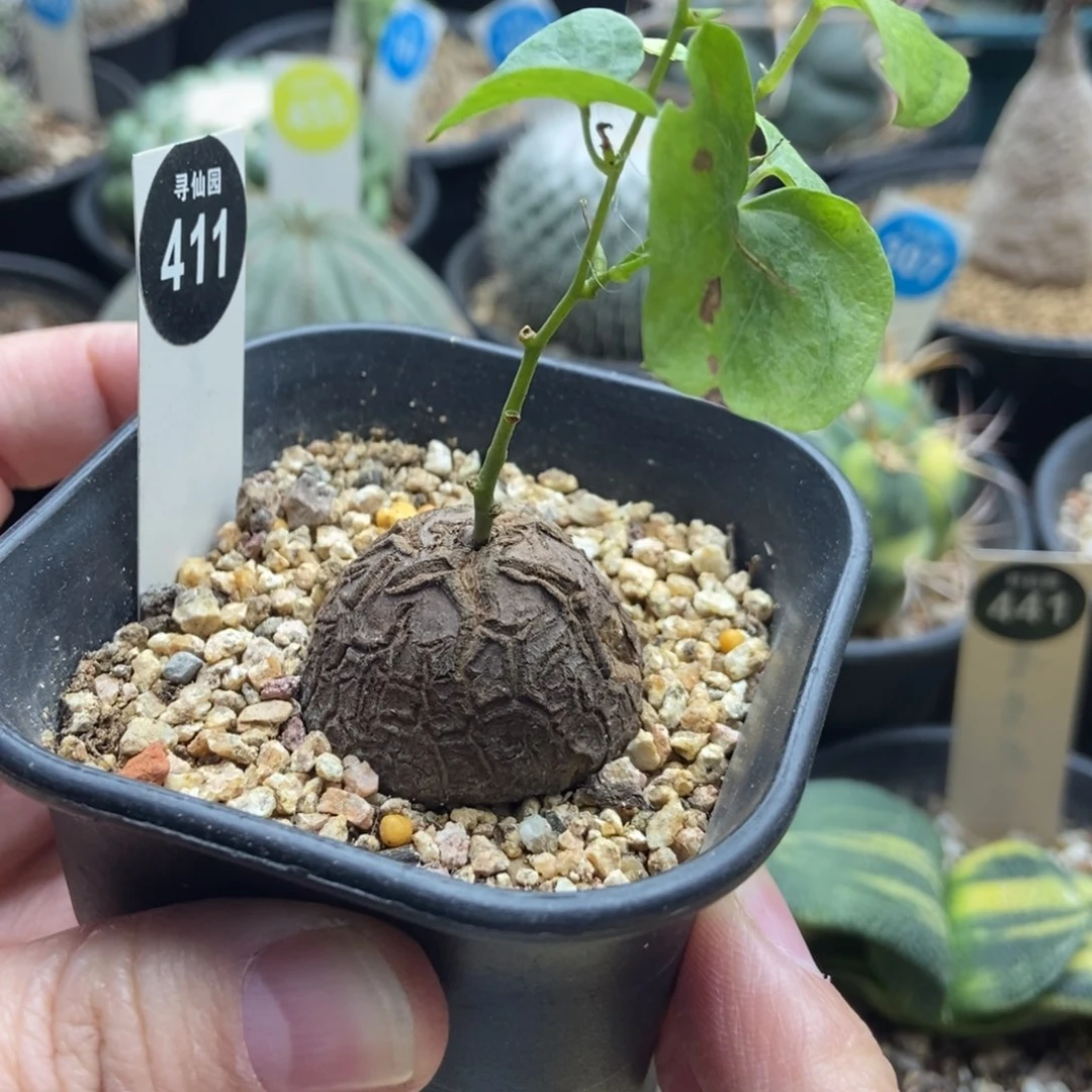 龟甲龙3.1cm一棵仙人球