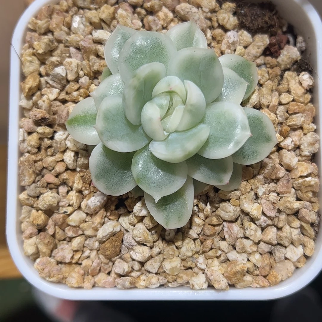 寒酥锦 婕宝一物一拍