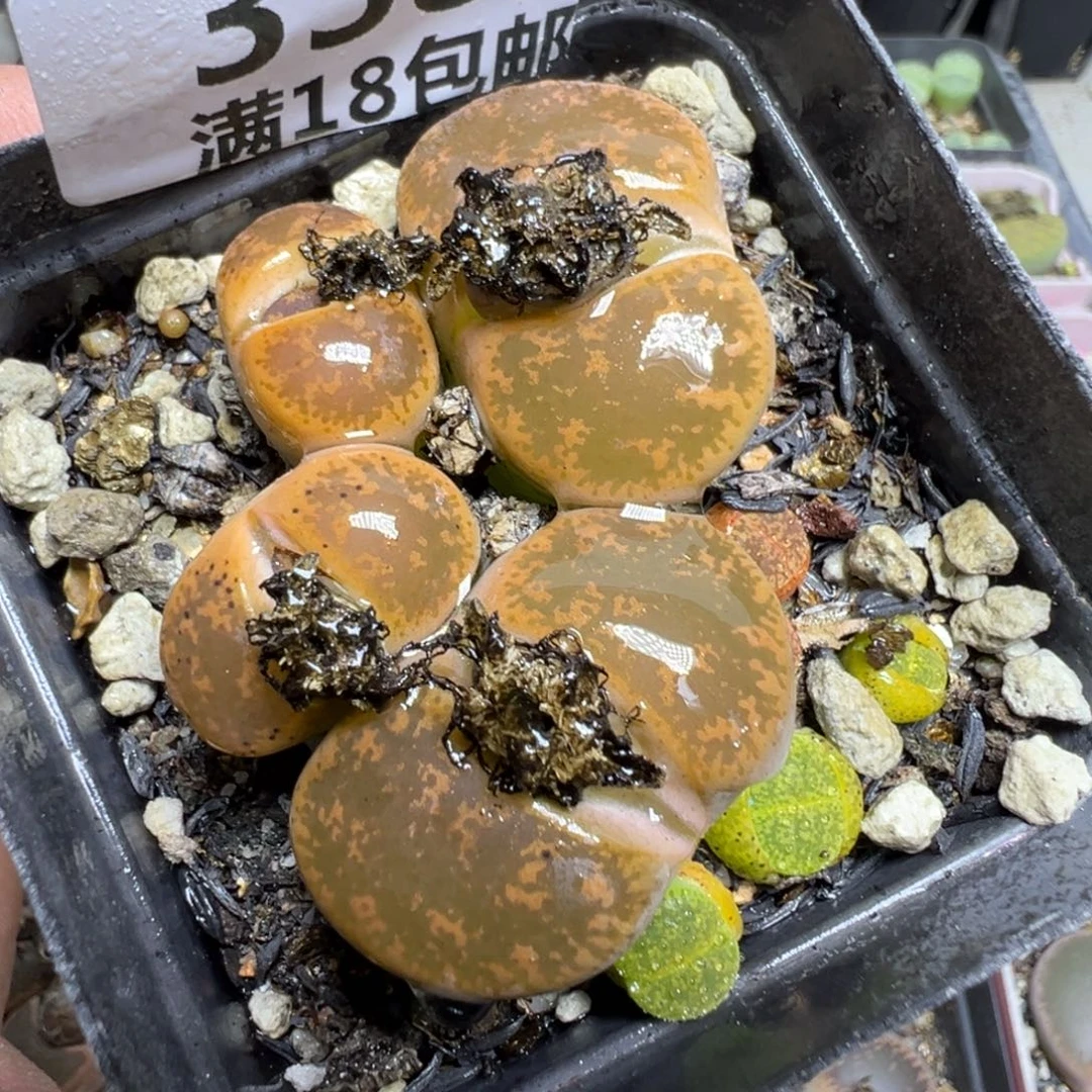 【闪购商品】 338。