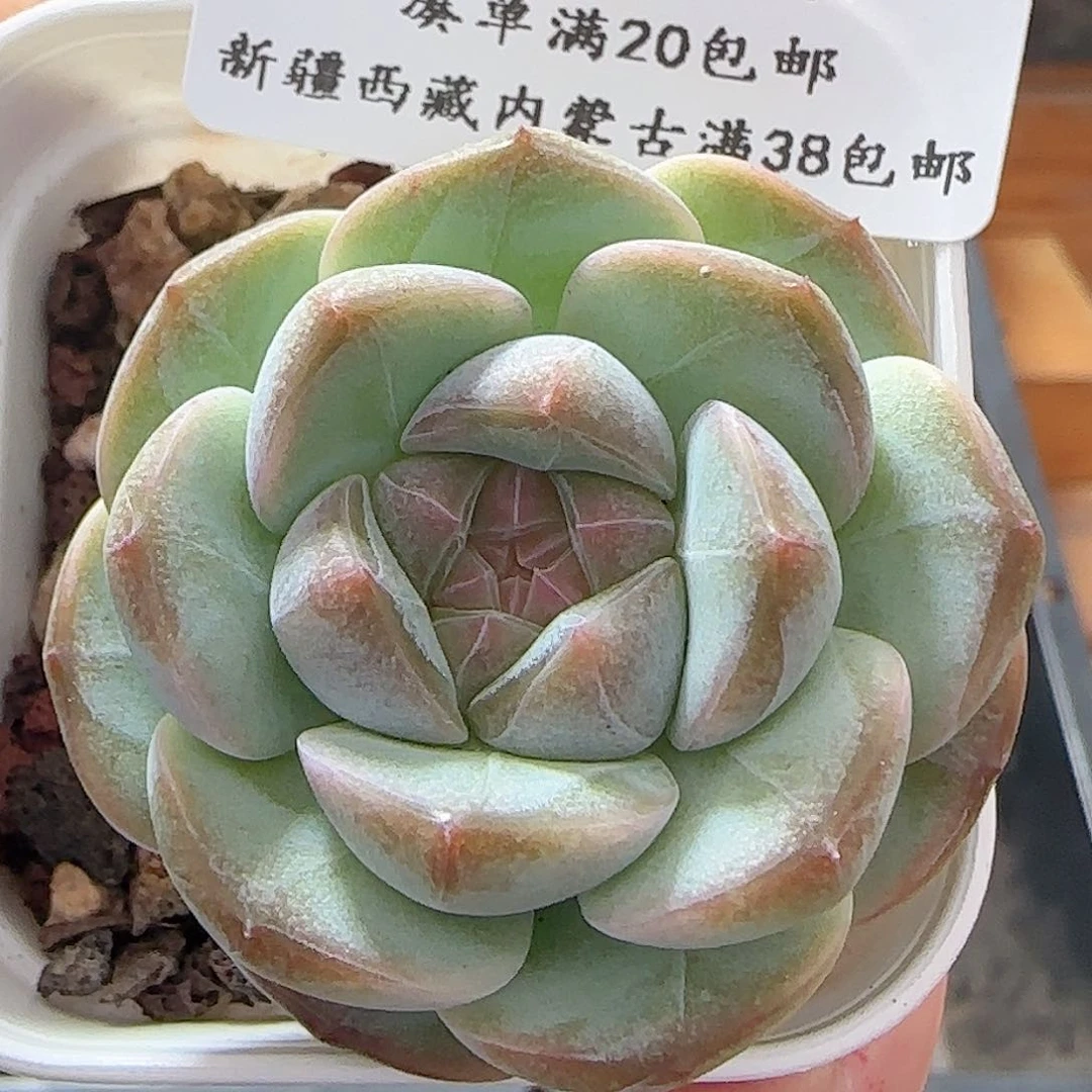 多肉0621-201糖心糖心