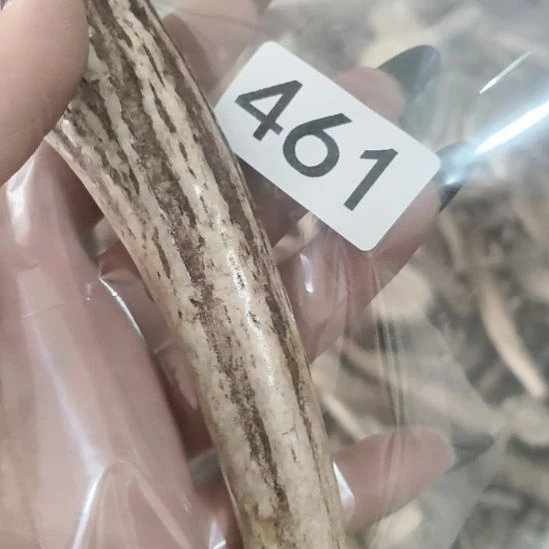 爱***中鹿角鹿角鹿角鹿角鹿角鹿角鹿角鹿角鹿角