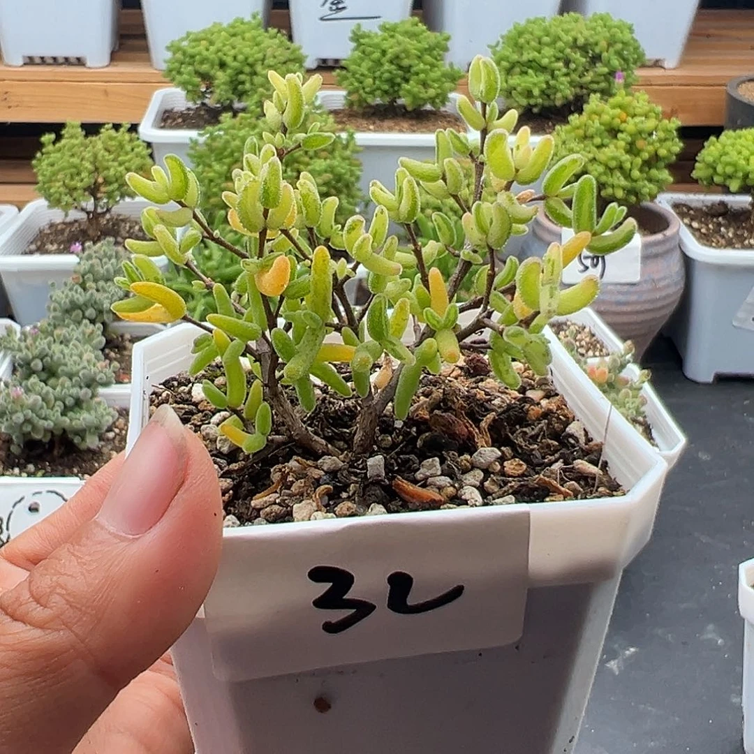 32号骨折价6.4彩虹卷