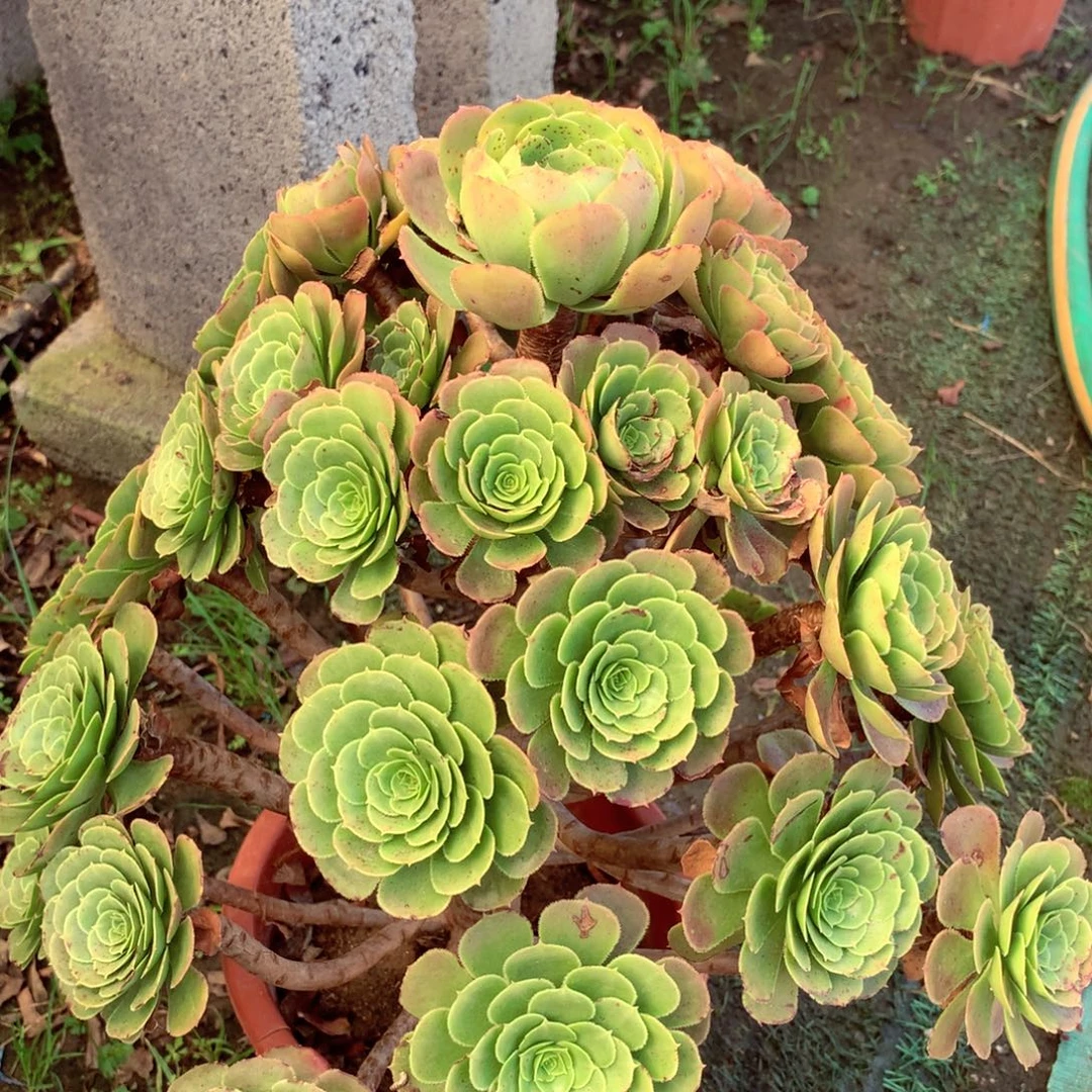 绿体萝莉，福利，不包损