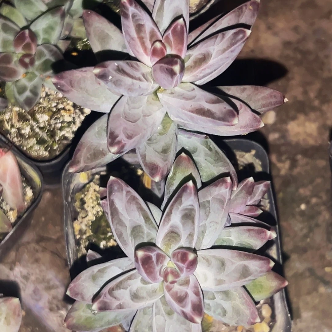 桔云多肉美人精品系列