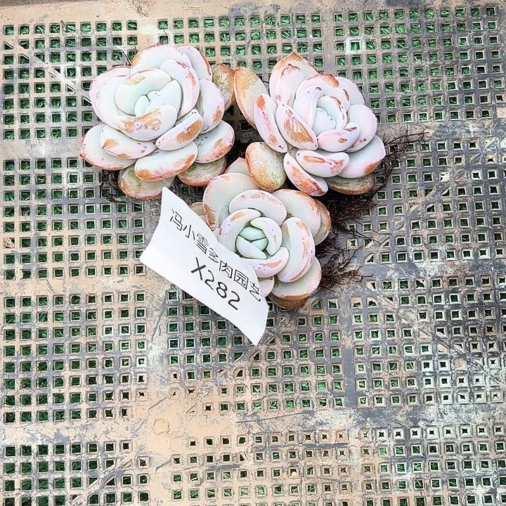 时****^我是第一百个为妖刀应援的阴阳