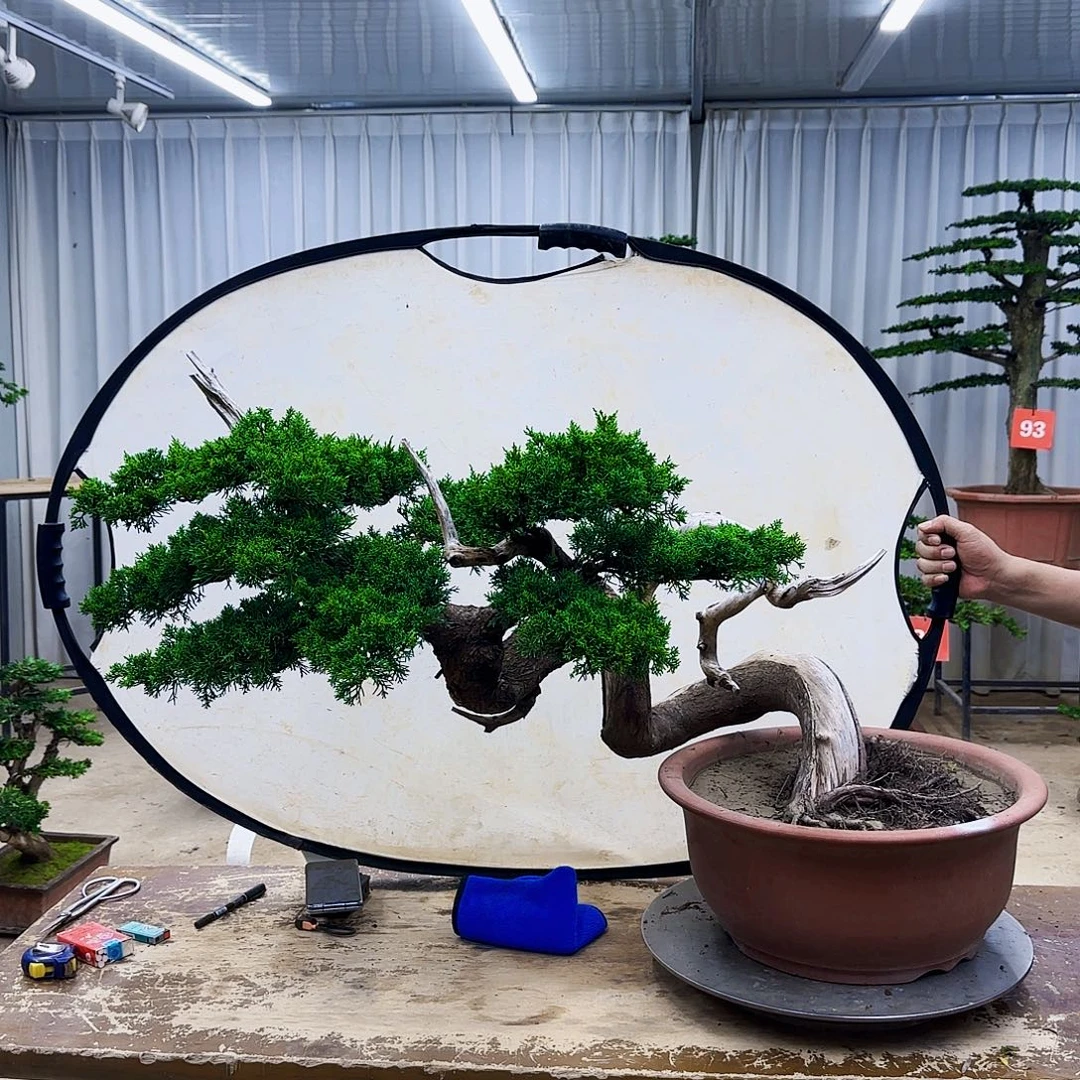 无花朵罗汉松基地直发